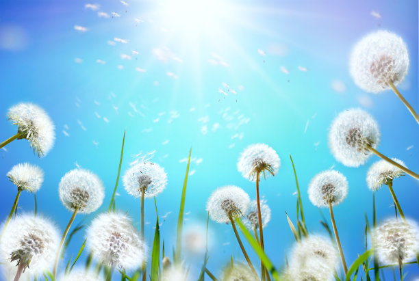 蒲公英的种子在风中飞舞。图片下载