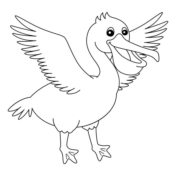鹈鹕动物着色页隔离为孩子图片下载