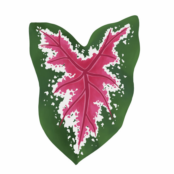 菖蒲叶植物，数字插图孤立在白色背景上图片下载