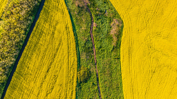 油菜田的高角度视图图片下载