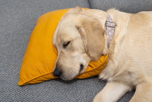 一只年轻的雄性金毛寻回犬睡在一个家庭客厅的沙发上，上面有黄色的枕头和毯子。图片下载