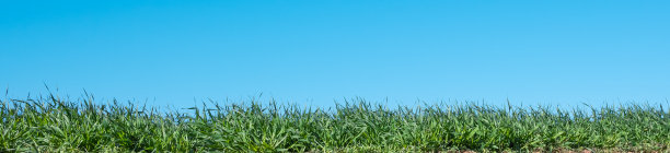 水平的天然草地和蓝天图片下载