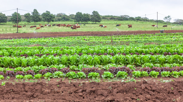 农场、菜地、养牛景观图片下载