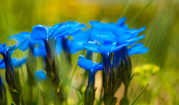 风中之花图片下载
