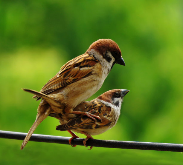 麻雀交配，野鸟麻雀交配，雌雄麻雀配对。图片下载