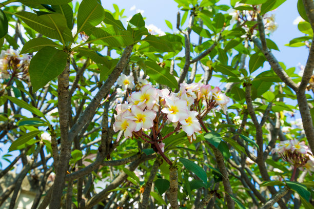 鸡蛋花在树上，集中选择性。图片下载