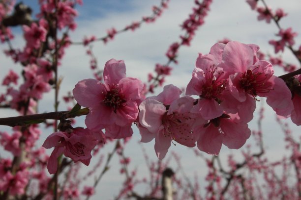 春天桃花开图片下载