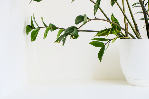 简单的简约的模板。白色背景的盆栽植物Zamioculcas。自然光线。图片下载