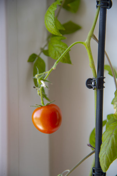 一棵鲜红的番茄在窗台上成熟了，成了室内盆栽植物。图片下载