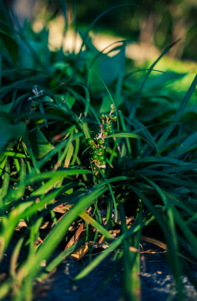 自然绿色植物背景图片下载
