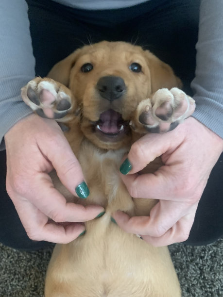 小狗微笑的图片图片下载