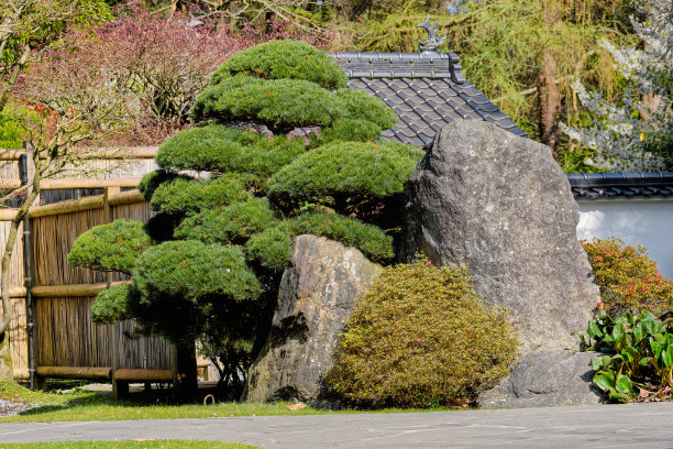 阿默斯福特动物公园的针叶林盆景树。荷兰。图片下载