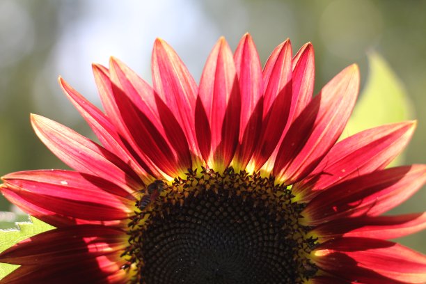 明亮的向日葵图片下载