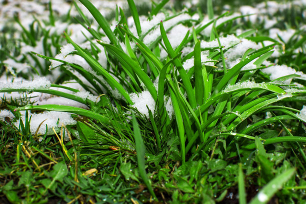 花园里的花坛，种有葱属植物图片下载