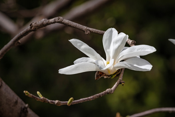 木兰在春天盛开图片下载