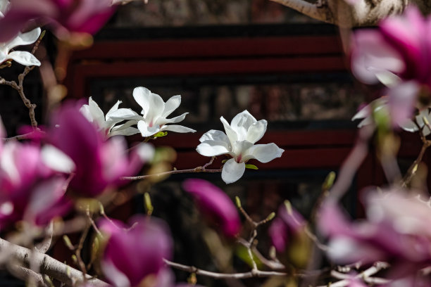 木兰在春天盛开图片下载