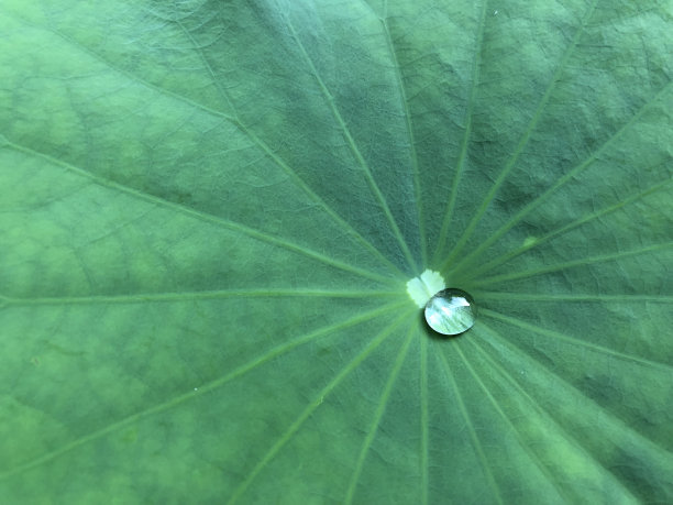 荷叶上的水滴图片下载