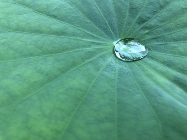 荷叶上的水滴图片下载