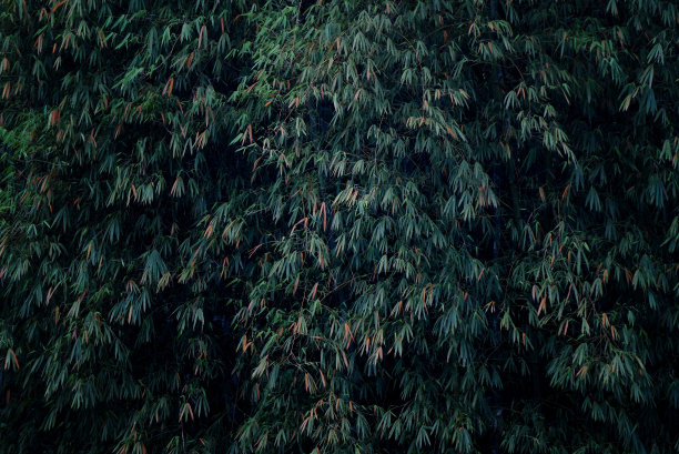 亚洲竹叶背景，自然背景和墙纸。图片下载