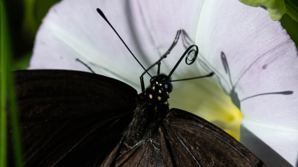 香丛燕尾蝶从寄生花中啜饮花蜜图片下载
