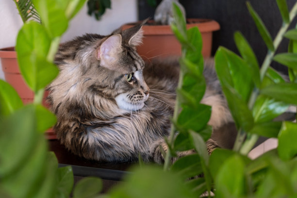 灰色条纹大猫，绿色眼睛。缅因库恩品种。图片下载