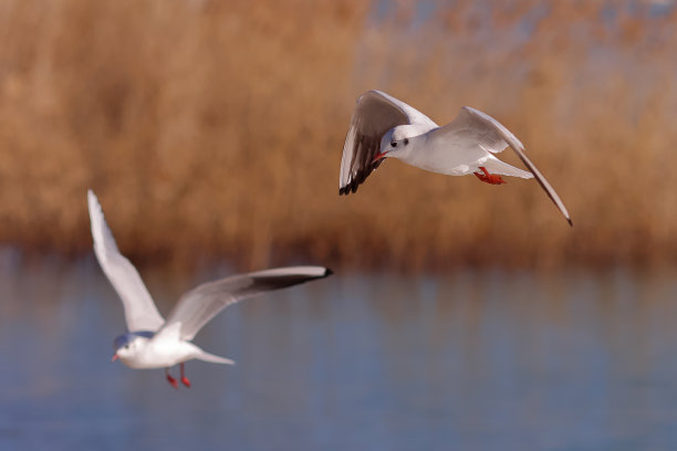 海鸥飞在蓝色的水面上钓鱼。背景是芦苇。巴拉顿的彩色风景照片。图片下载