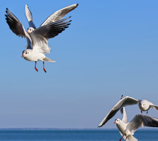 好斗的海鸟(Larus, Laridea海鸥)展开翅膀在蓝天前捕鱼。彩色野生动物风景照片的海报或墙纸。图片下载