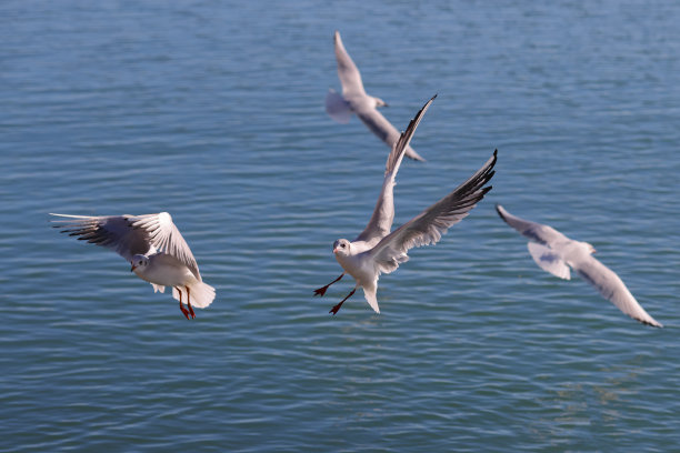 好斗的海鸥(larus waterbirds)飞到蓝色的水面上捕鱼。颜色的野生动物照片。图片下载