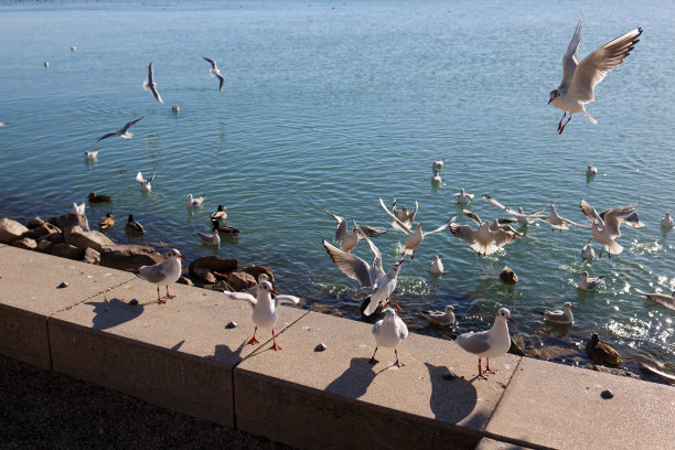 一群咄咄逼人、饥肠辘辘的海鸥飞过水面，寻找食物。颜色自然的照片。图片下载
