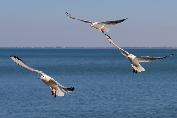 海鸥(Larus, Laridae)鸟飞过来，展开翅膀在蓝色的水里捕鱼;彩色野生动物照片装饰海报或墙纸。图片下载