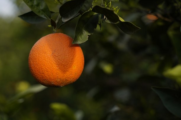 阿达纳省的橘子园图片下载