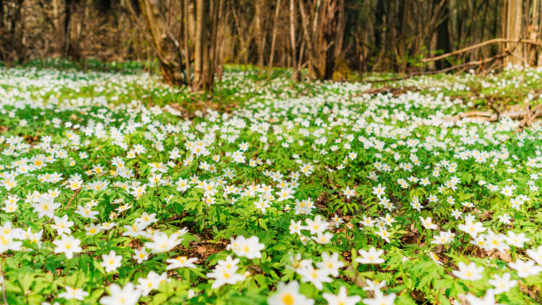 春天森林景观照片与复制空间。在一个风景如画的山谷里，白色的银莲花铺成地毯。雪花风花草地在阳光明媚的日子。图片下载