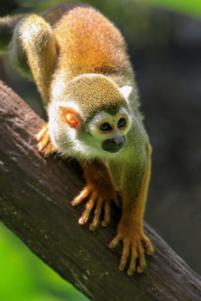 可爱的红脸松鼠猴在雨林的树枝上休息。自然界的野生动物，图片下载