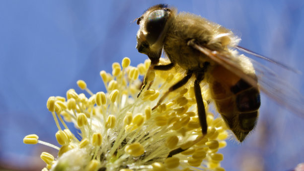 蜜蜂收集花粉。倒桑树和蜜蜂春季开花的芽。图片下载