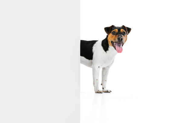 可爱的小狗，杰克罗素梗狗孤立在白色的工作室背景。概念动感，宠物爱心，动物生活。图片下载