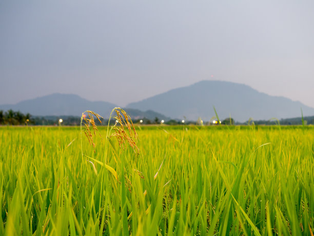 选择重点水稻种植。图片下载
