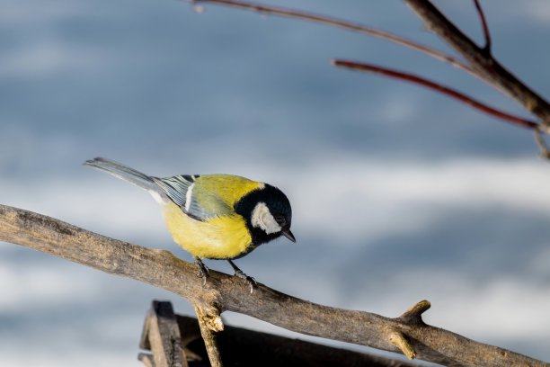 鸟雀在一棵老树的干树枝上的特写。图片下载