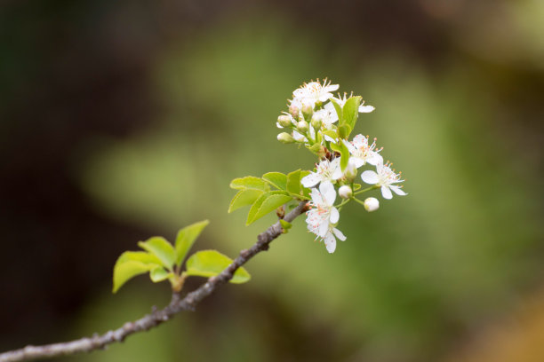 春天的芽图片下载