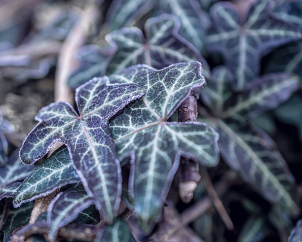 植物在阳光明媚的霜冻冬天的微距照片图片下载