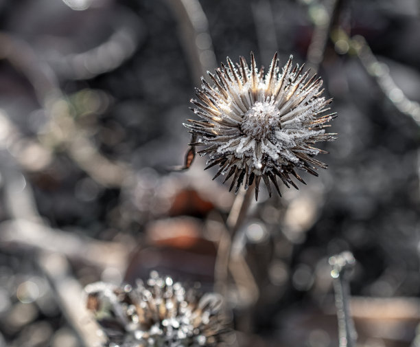 植物在阳光明媚的霜冻冬天的微距照片图片下载