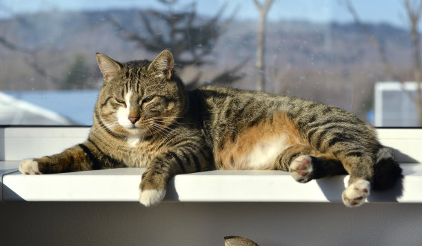 一张可爱的灰色胖短毛虎斑猫的肖像，在窗台上摆着有趣的姿势。可爱的家庭宠物图片下载