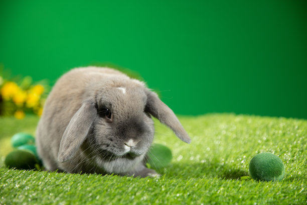 可爱的复活节兔子图片下载