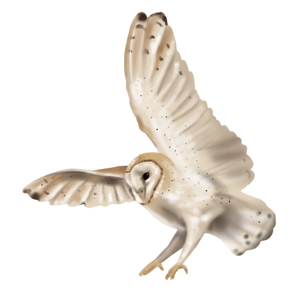 水彩飞翔猫头鹰谷仓猫头鹰。一只猫头鹰的写实插图。白色的鸟，米色的翅膀和头部夜间活动的鸟图片下载