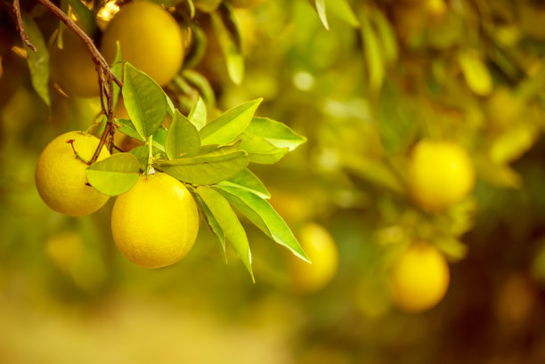 带水果的橘子园图片下载