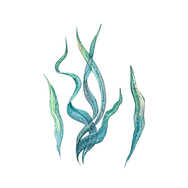 在白色背景上的绿藻孤立对象的水彩插图。五彩缤纷,美丽。水下世界。用于设计明信片，海报，贴纸，图案，图案图片下载