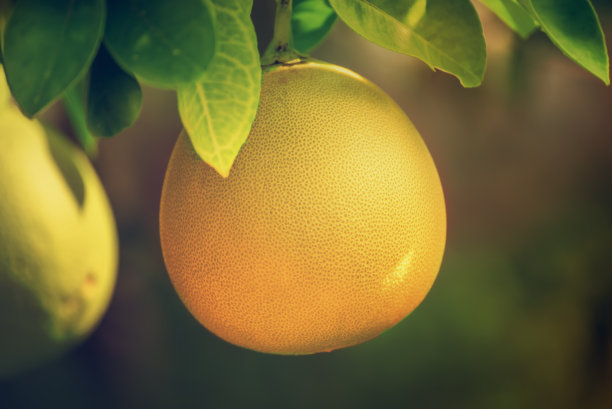 果园里的柚子图片下载