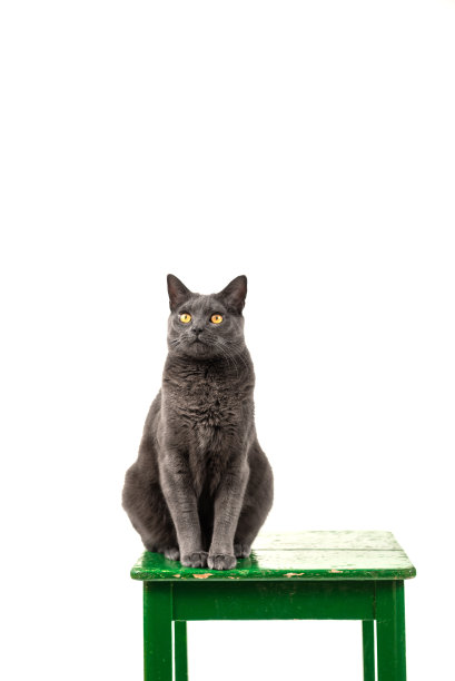 猫在绿色椅子的左边摆姿势图片下载