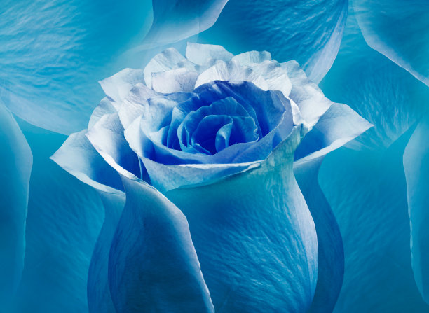 蓝绿色的玫瑰花。花的背景。特写镜头。贺卡。图片下载