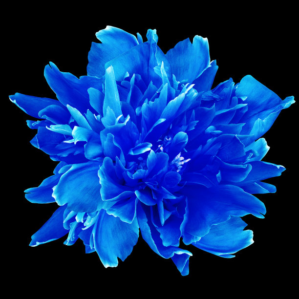 蓝色牡丹花在黑色孤立的背景与剪辑路径。特写镜头。为设计。大自然。图片下载