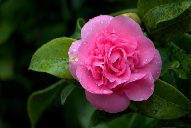 粉红色山茶花花图片下载